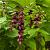 Leycesteria formosa 'Purple Rain' Pot 3 Liter 