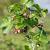 Ribes uva-crispa Pot 2 Liter