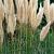 Cortaderia selloana Pot 12 liter 