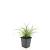 Luzula nivea Pot 9 cm