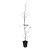 Carpinus betulus Pot 5 Liter 150 - 175 cm