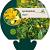 Lysimachia vulgaris Pot 9 cm
