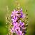Lythrum virgatum 'Dropmore Purple' Pot 9 cm