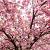 Prunus ser. 'Royal Burgundy' C45 200 - 250 cm Meerstammig