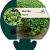 Mentha requienii Pot 9 cm