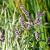 Mentha spicata Pot 9 cm