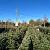Abies nordmanniana 100 - 125 cm Gezaagd