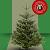 Abies nordmanniana 225 - 250 cm PREMIUM