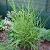 Miscanthus sin. 'Strictus' Pot 9 cm