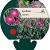 Lychnis coronaria Pot 9 cm