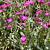 Lychnis coronaria Pot 9 cm