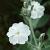 Lychnis coronaria 'Alba' Pot 9 cm