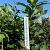 Chionanthus virginicus Kluit 60 - 80 cm