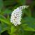 Lysimachia clethroides Pot 9 cm
