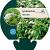Lysimachia clethroides Pot 9 cm