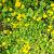 Lysimachia nummularia Pot 9 cm