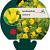 Lysimachia nummularia Pot 9 cm