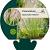 Pennisetum al. 'Gelbstiel' Pot 9 cm