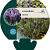 Lavandula stoechas Pot 9 cm