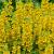 Lysimachia punctata Pot 9 cm