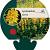 Lysimachia punctata Pot 9 cm