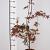 Acer pal. 'Atropurpureum' Pot 5 Liter 60 - 80 cm