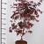 Acer pal. 'Bloodgood' Pot 5 Liter 60 - 80 cm