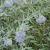Caryopteris cland. 'Heavenly Blue' Pot 5 Liter 