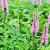 Lythrum sal. 'Blush' Pot 9 cm