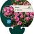 Phlox (P) 'Rijnstroom' Pot 9 cm