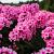 Phlox (P) 'Rijnstroom' Pot 9 cm
