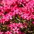 Phlox (S) 'Scarlet Flame' Pot 9 cm