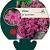 Phlox (S) 'Scarlet Flame' Pot 9 cm
