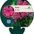 Phlox (P) 'Tenor' Pot 9 cm