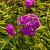 Phlox (P) 'Tenor' Pot 9 cm