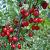 Cornus mas Pot 15 liter 175 - 200 cm