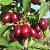 Cornus mas 'Jolico' Pot 7,5 Liter 80 - 100 cm