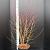 Cornus sang. 'Midwinter Fire' Pot 10 liter 80 - 100 cm