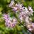 Deutzia hybrida 'Strawberry Fields' Pot 15 liter 80 - 100 cm