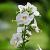 Polemonium caer. 'Album' Pot 9 cm