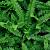Polystichum munitum Pot 9 cm