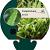 Polystichum munitum Pot 9 cm