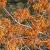 Hamamelis int. 'Jelena' Pot 15 liter 125 - 150 cm