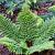 Polystichum set. 'Dahlem' Pot 9 cm