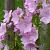 Malva moschata Pot 9 cm