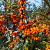 Hippophae rhamnoides Pot 10 liter 100 - 125 cm