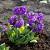 Primula denticulata Pot 9 cm
