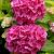 Hydrangea s. 'Preziosa' Pot 10 liter 40 - 50 cm