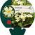 Primula vulgaris Pot 9 cm