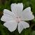 Malva moschata 'Alba' Pot 9 cm